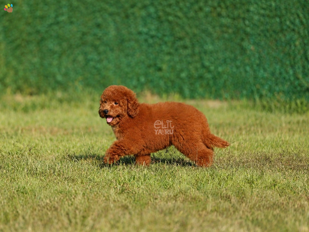Labradoodle Cheeko 1