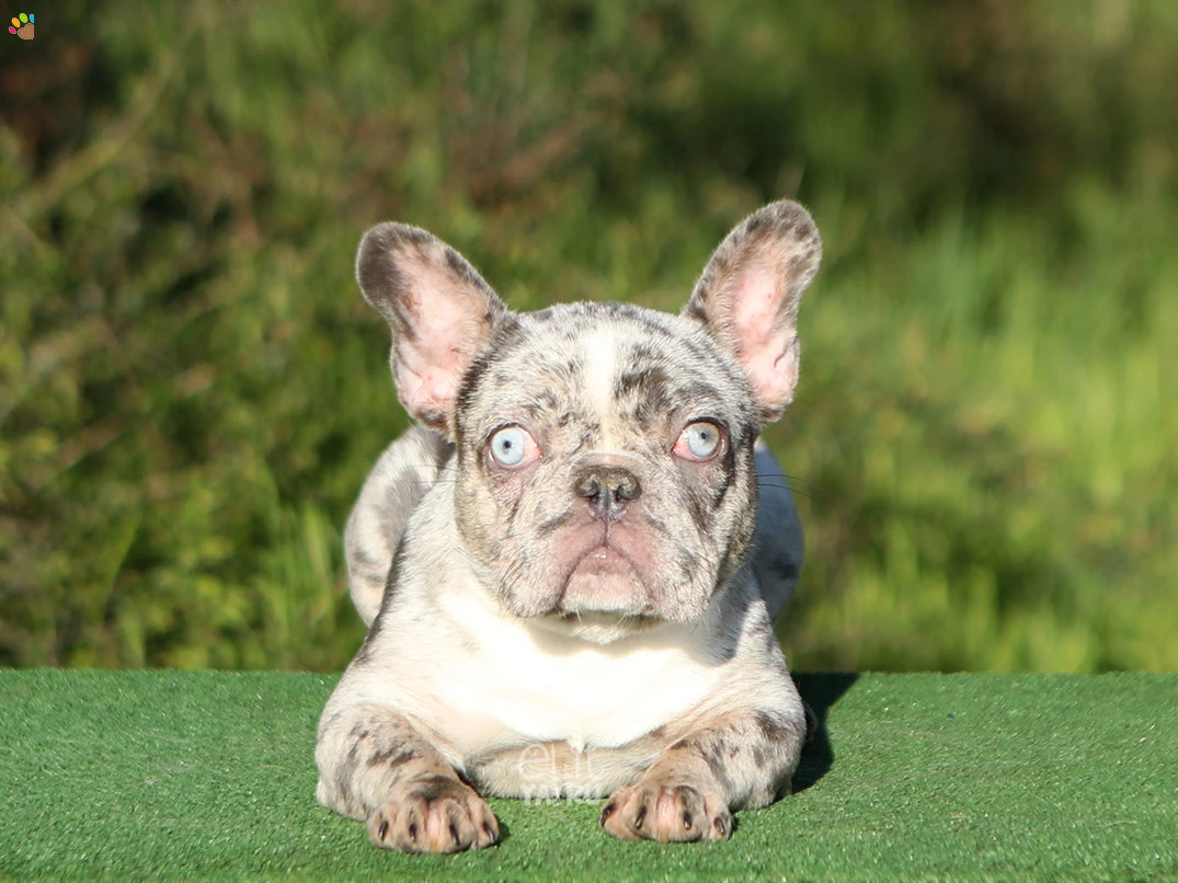 Fransız French Bulldog Fenna 3