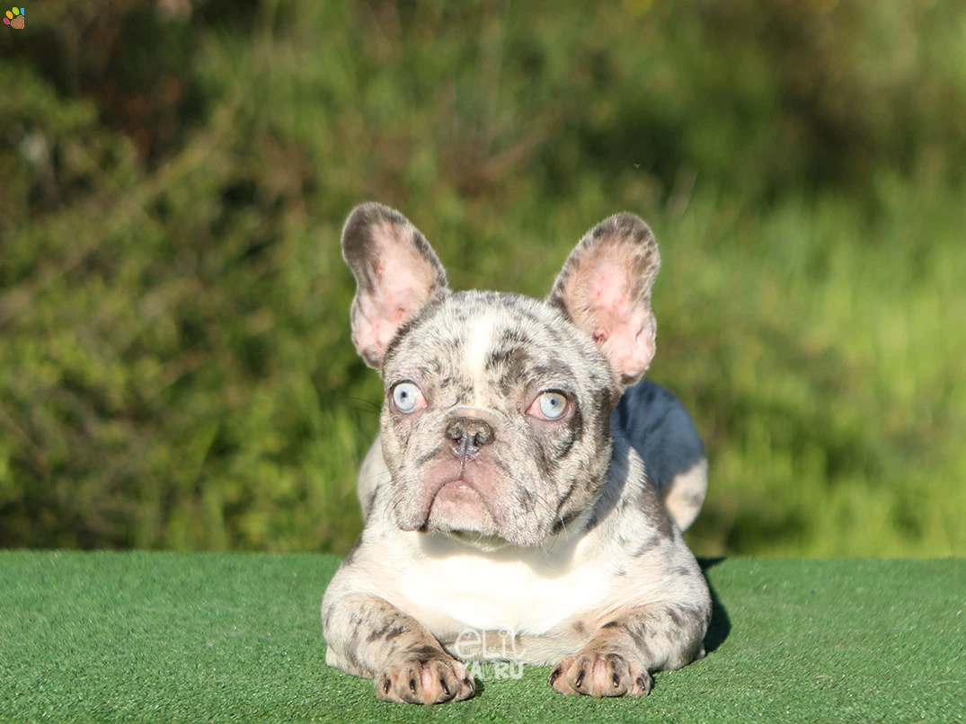 Fransız French Bulldog Fenna 1