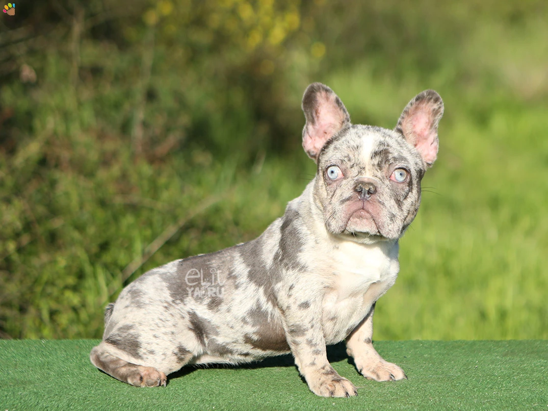 Fransız French Bulldog Fenna