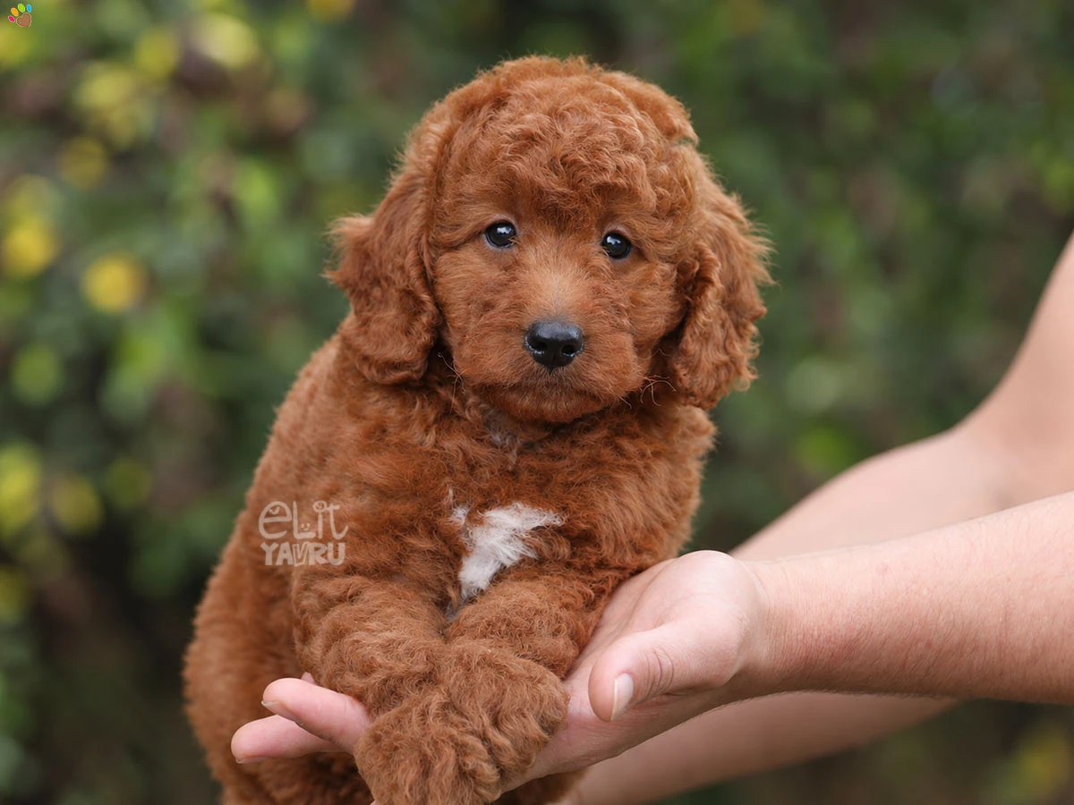 Goldendoodle Gaby 2