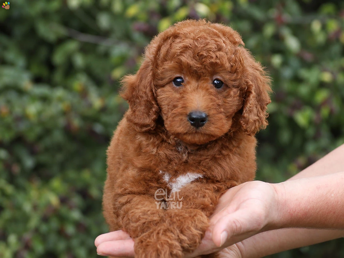 Goldendoodle Gaby
