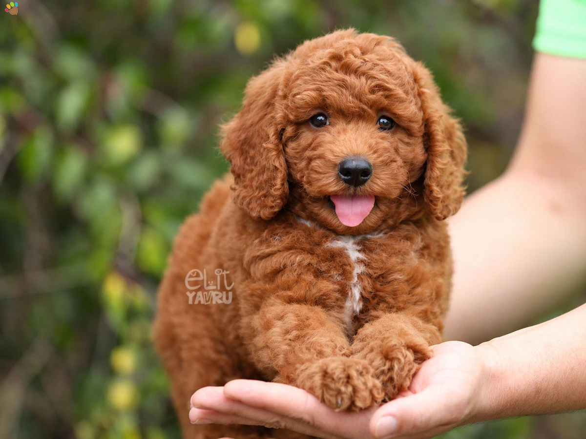 Goldendoodle Gibson 2