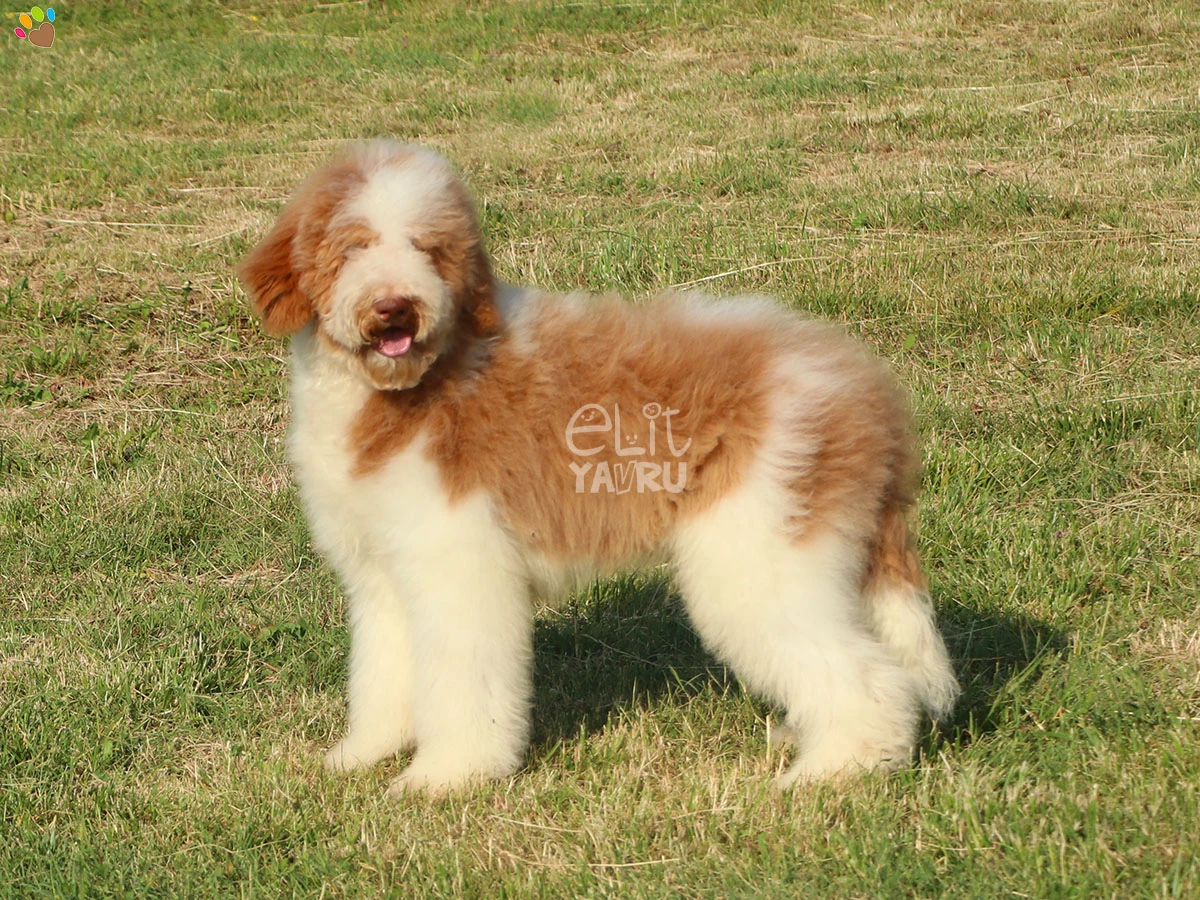 Labradoodle Barny 3