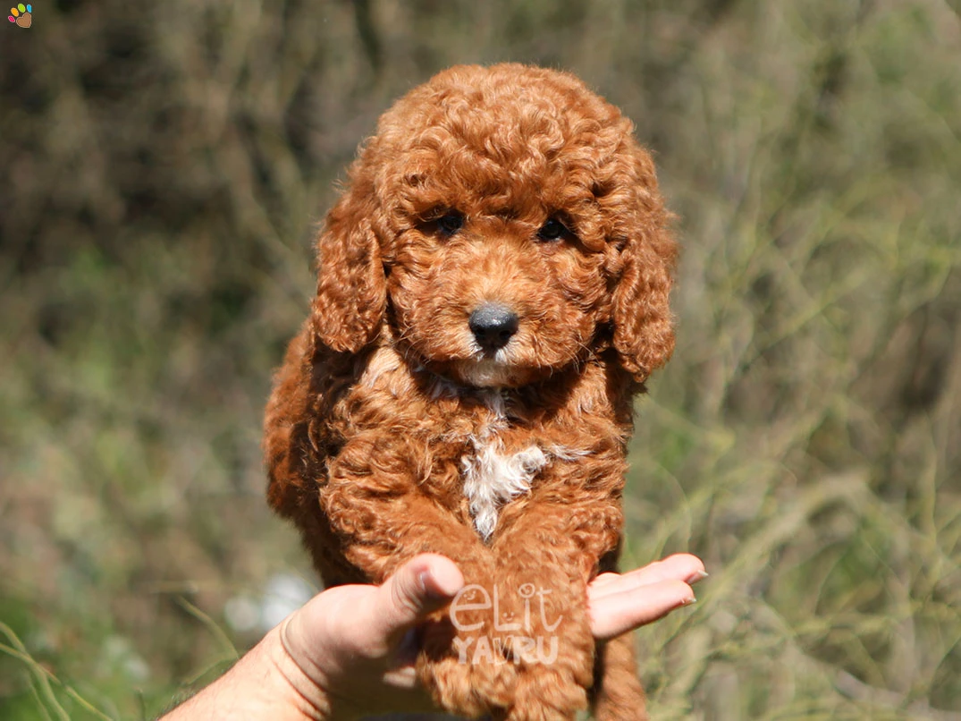 Labradoodle Brooklyn