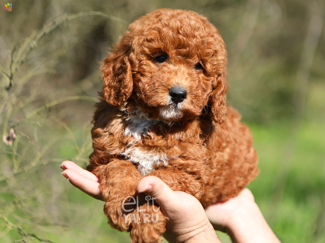 Labradoodle Brooklyn 2