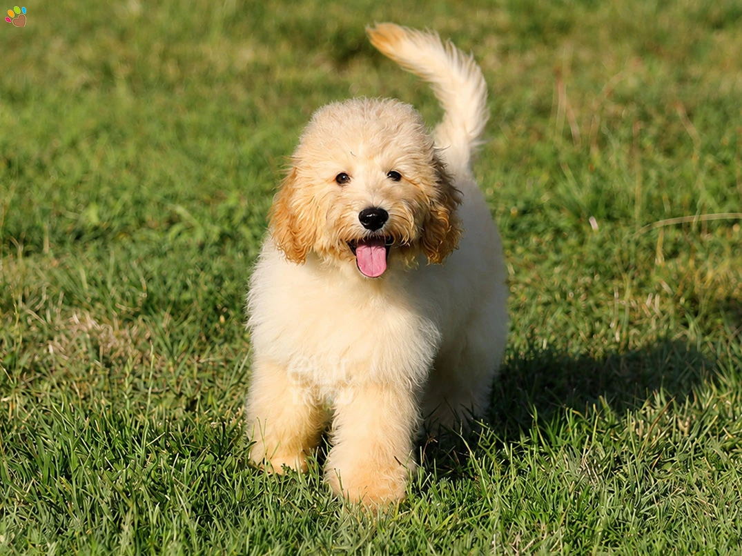 Labradoodle Caramelo 3
