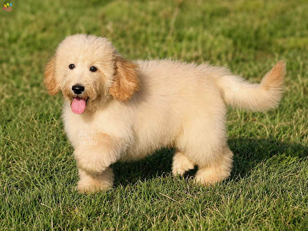 Labradoodle Caramelo