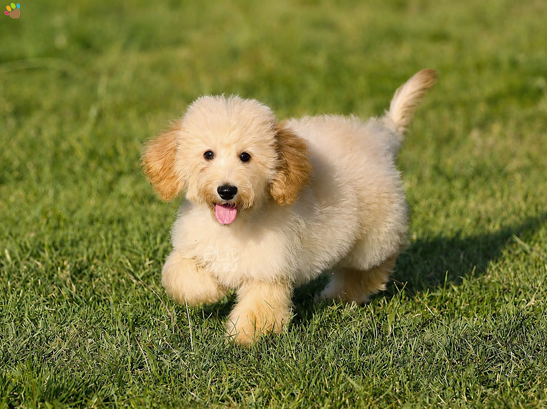 Labradoodle Caramelo 1