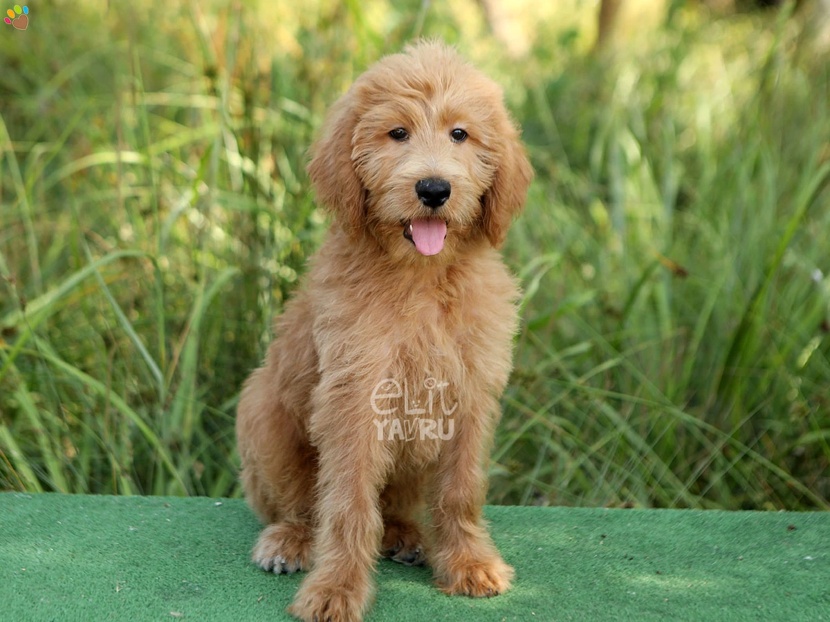 Labradoodle Edward 2