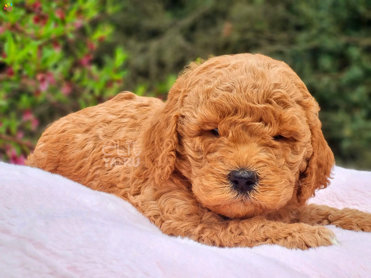 Labradoodle Edward