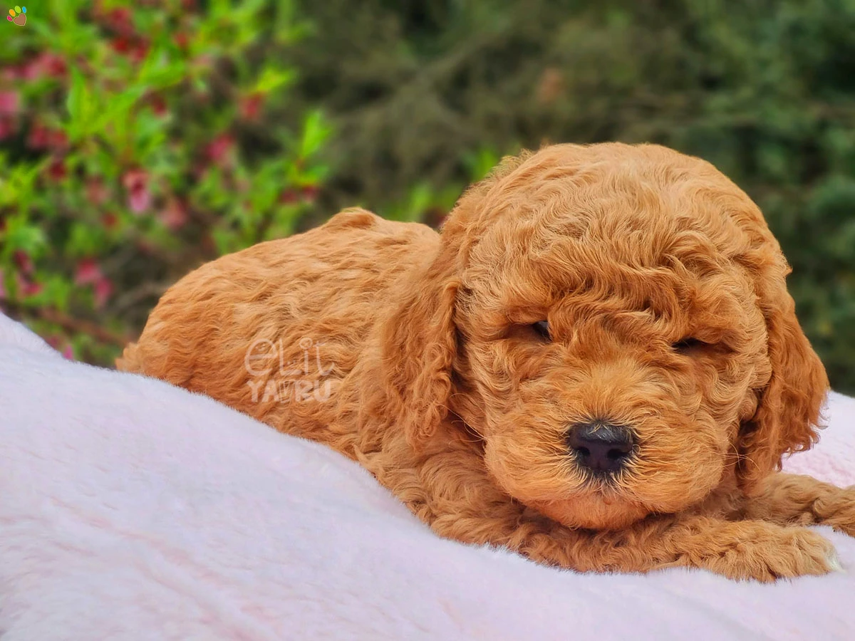 Labradoodle Edward 1