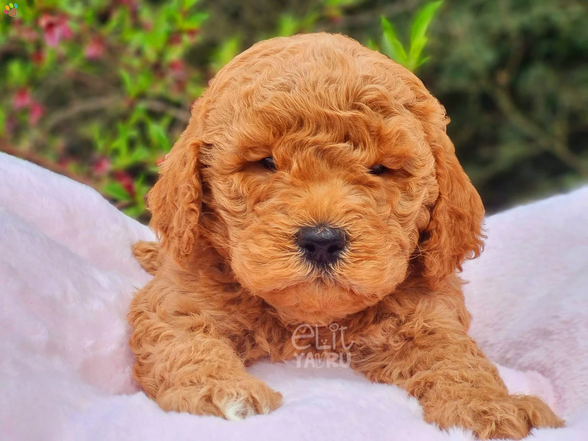 Labradoodle Edward 2