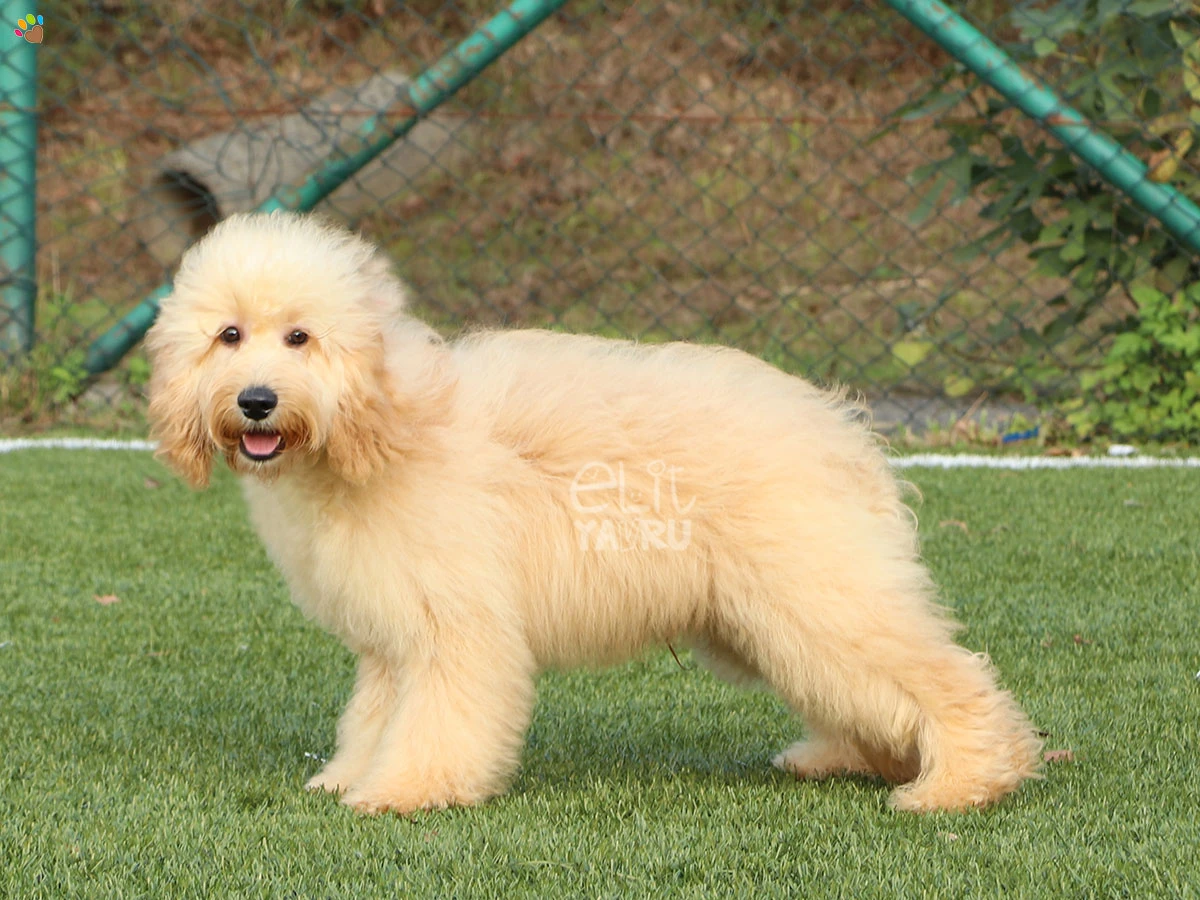 Labradoodle Gordon 2