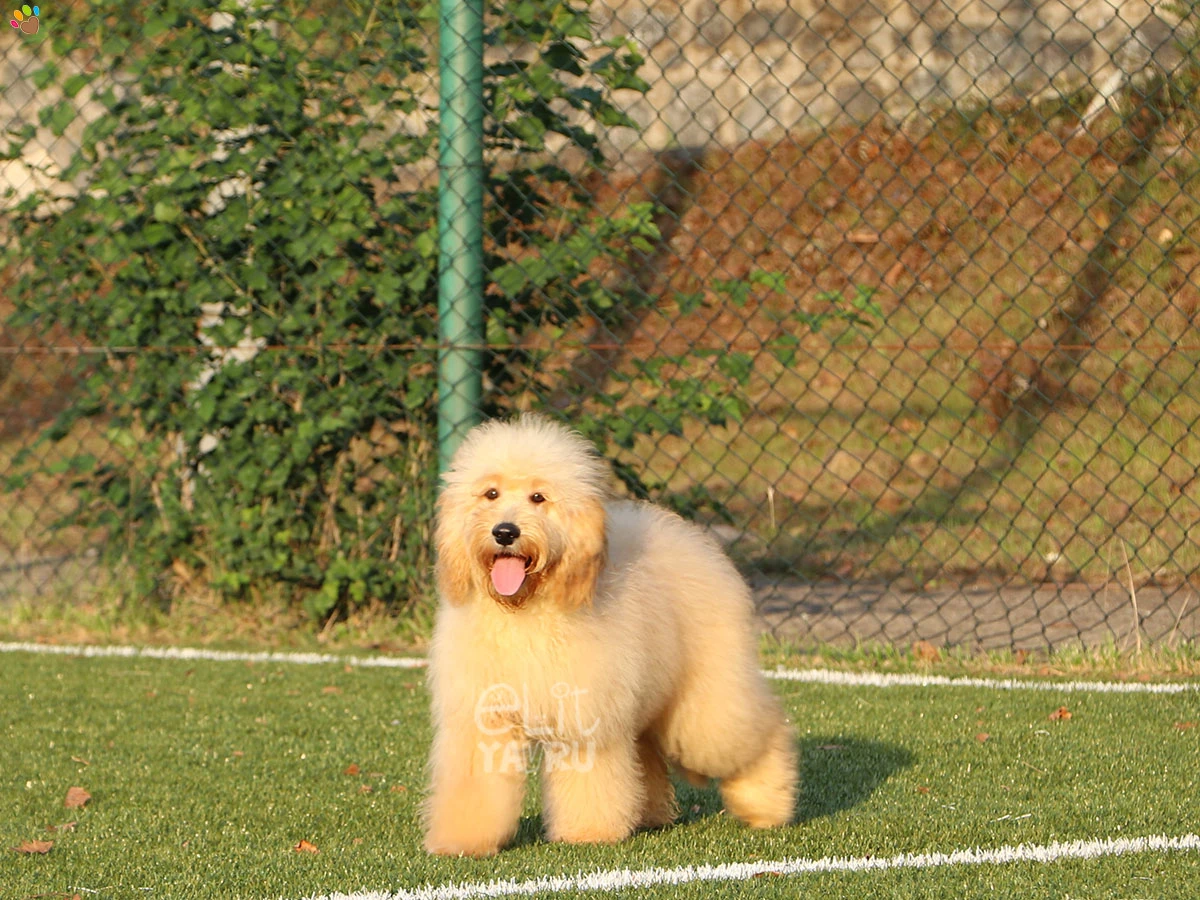 Labradoodle Gordon 1