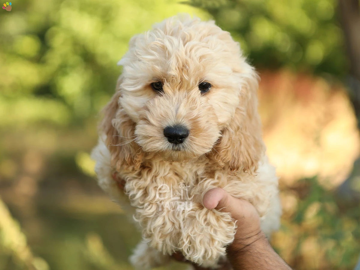 Labradoodle Gordon
