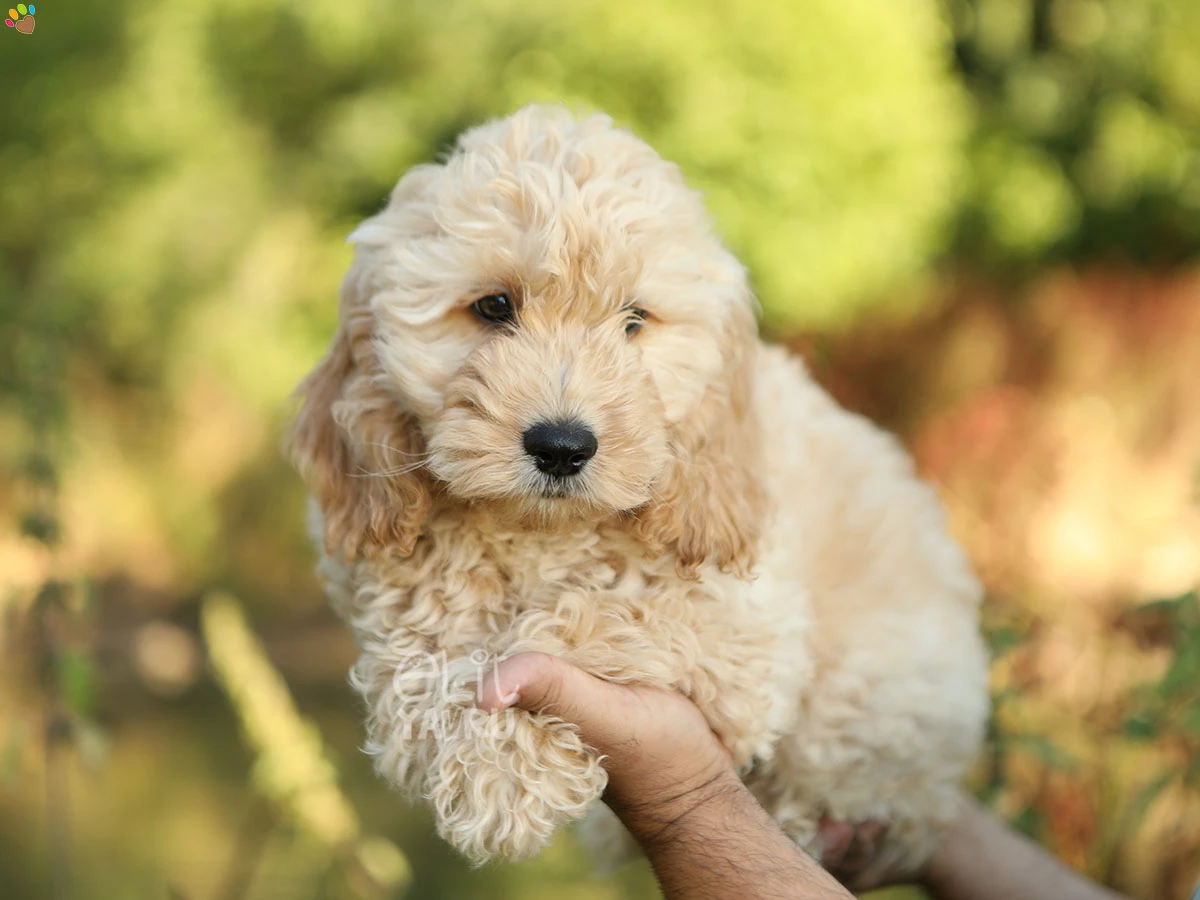 Labradoodle Gordon 1