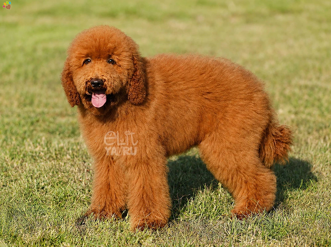 Labradoodle Lady