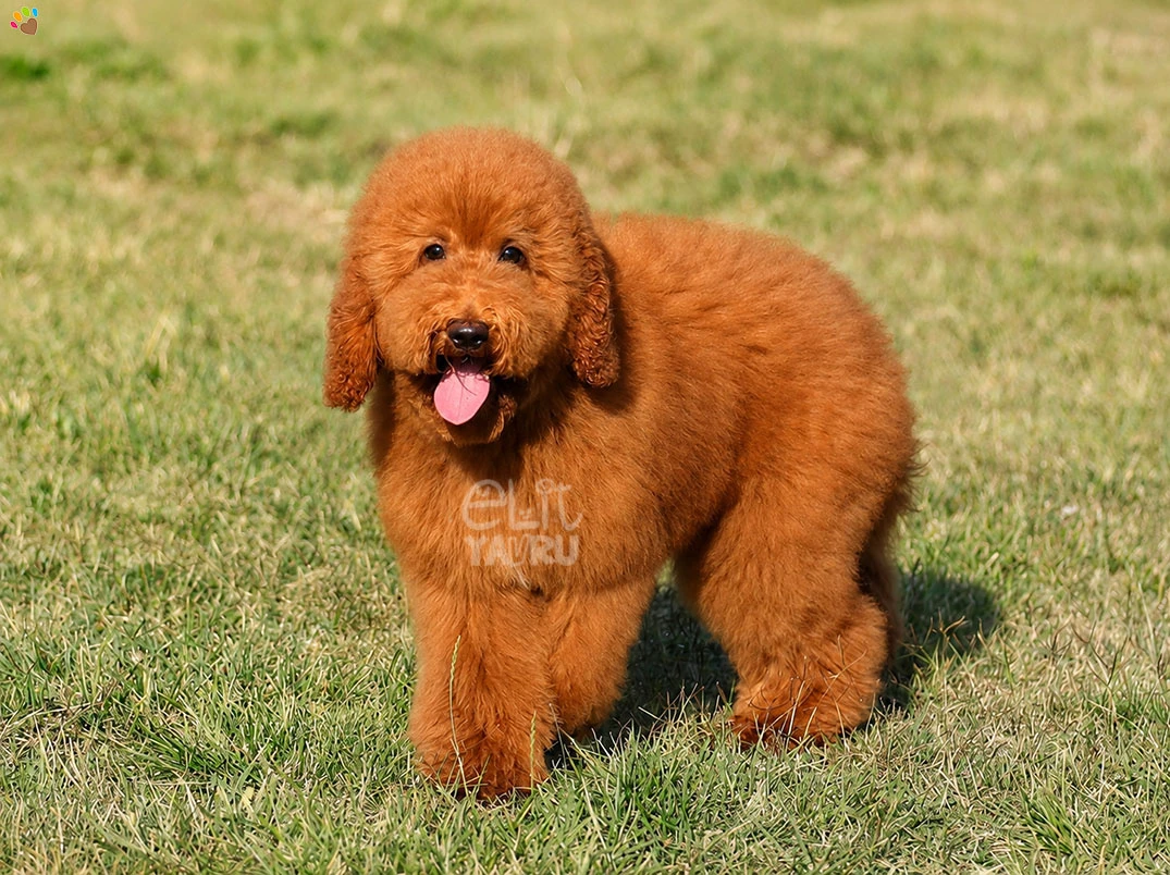 Labradoodle Lady 2