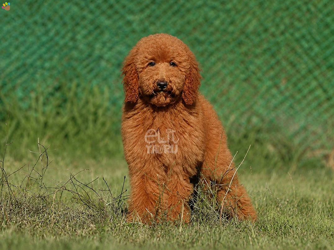 Labradoodle Lady 1