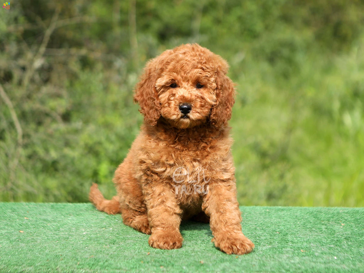 Labradoodle Lena
