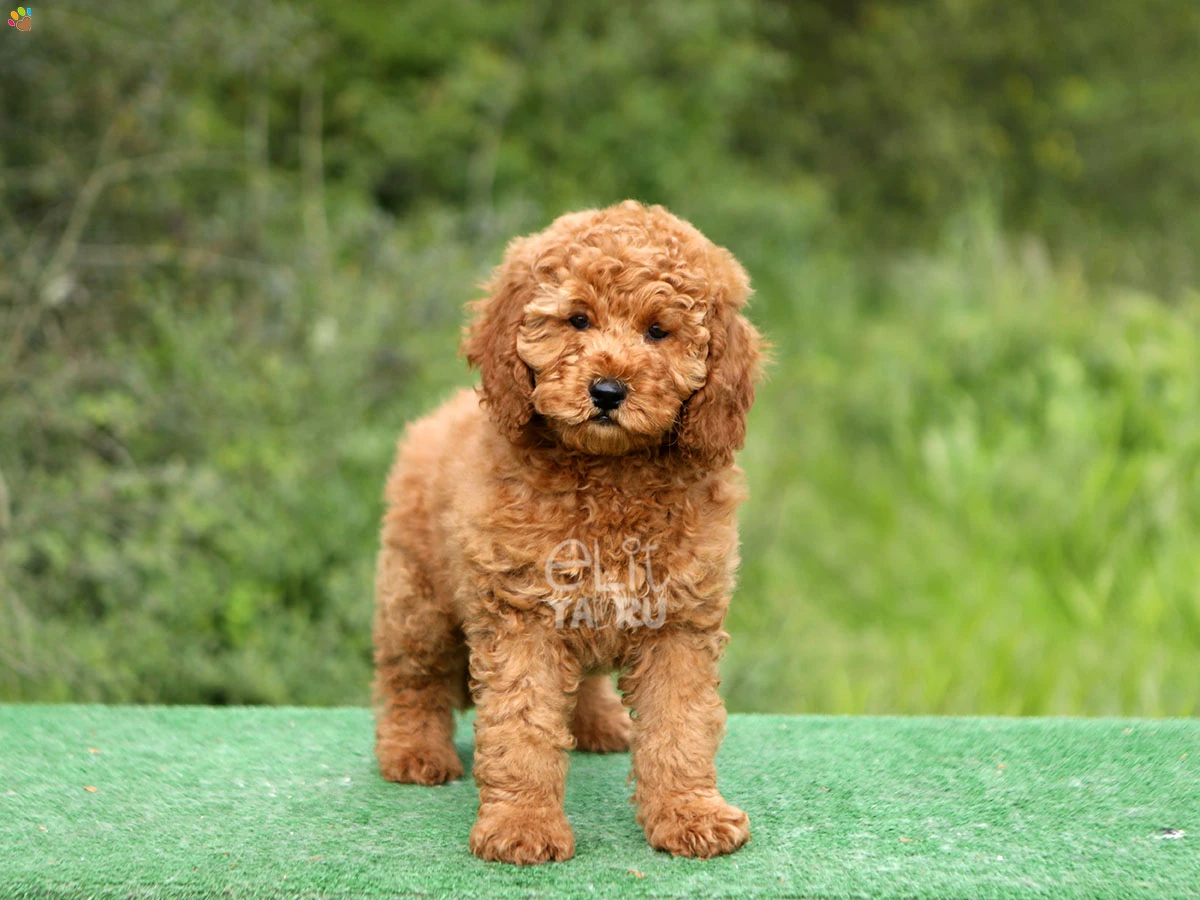 Labradoodle Lena 2