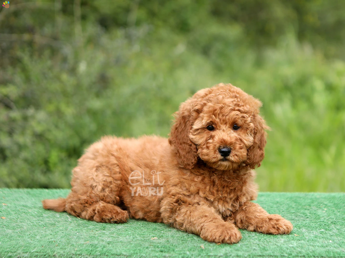Labradoodle Lena 1