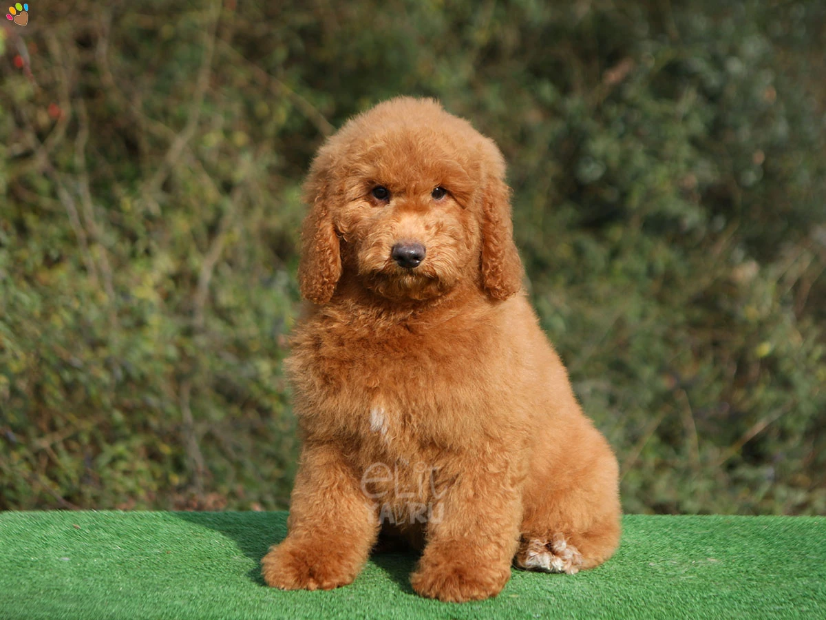 Labradoodle Levi 2