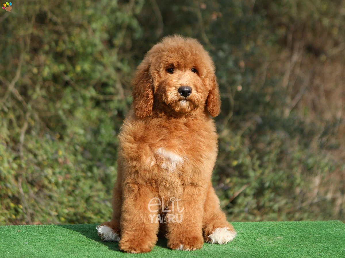 Labradoodle Lewis 3