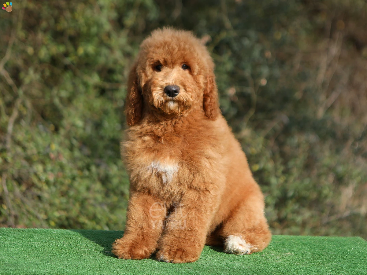 Labradoodle Lewis