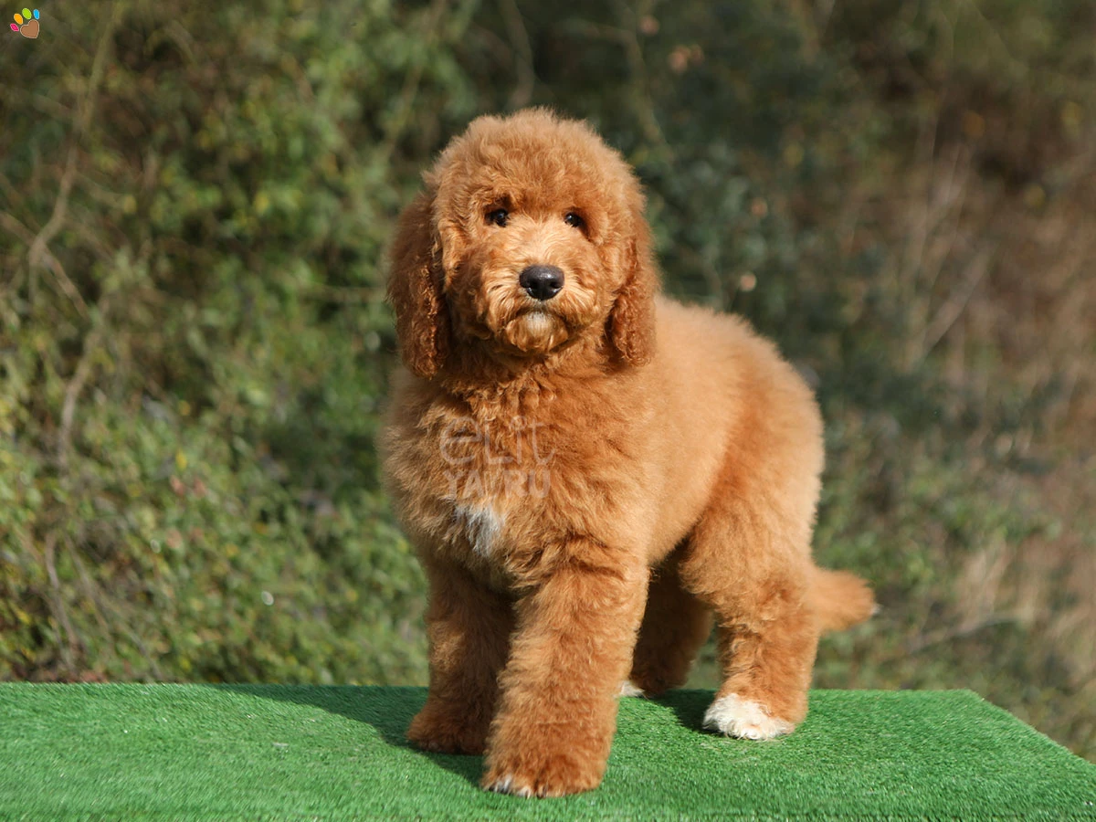 Labradoodle Lewis 1
