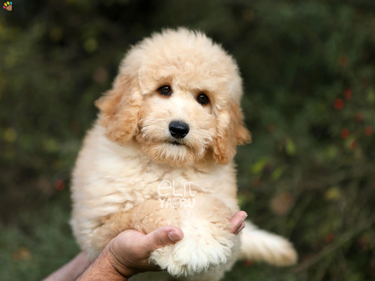 Labradoodle Lila 3