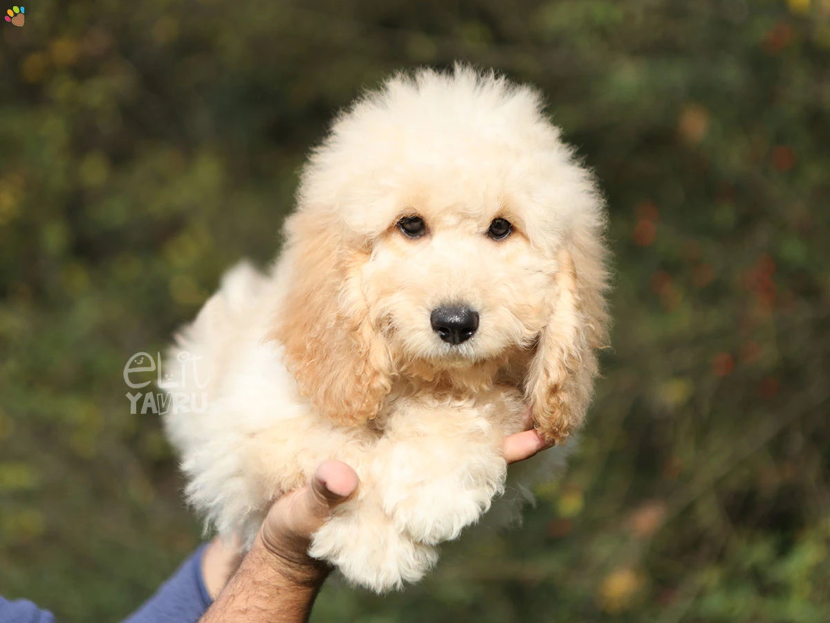 Labradoodle Lilo