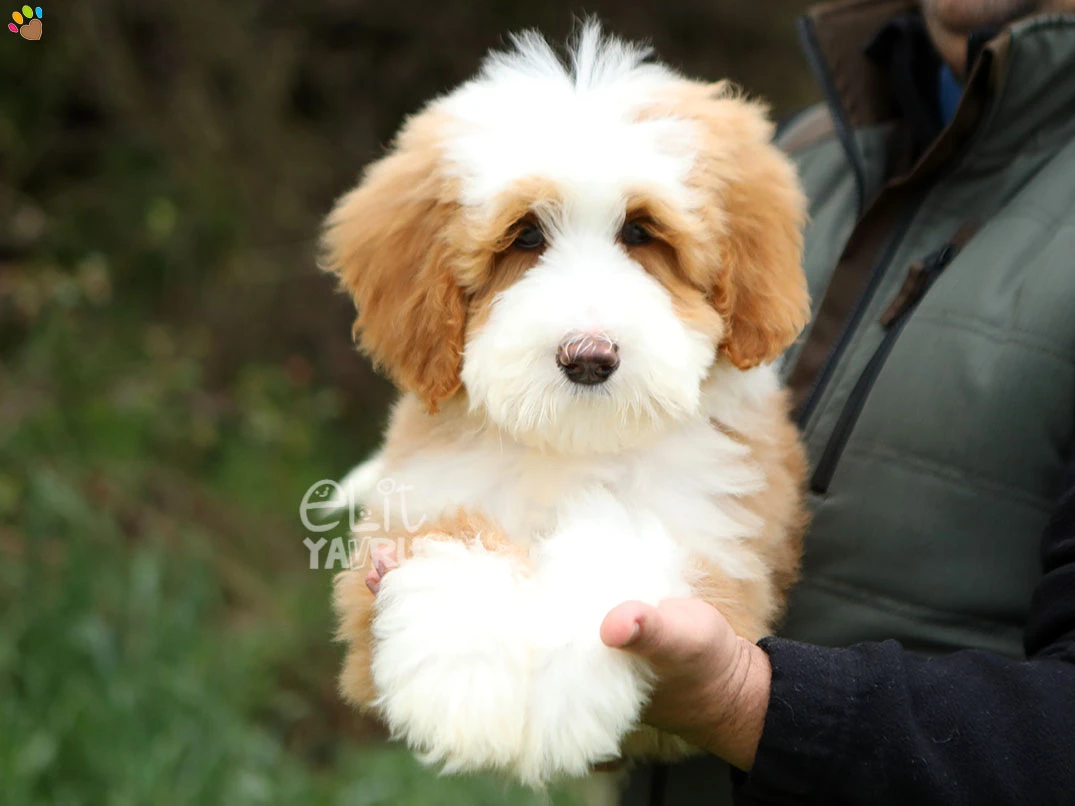 Labradoodle Lisbon 4