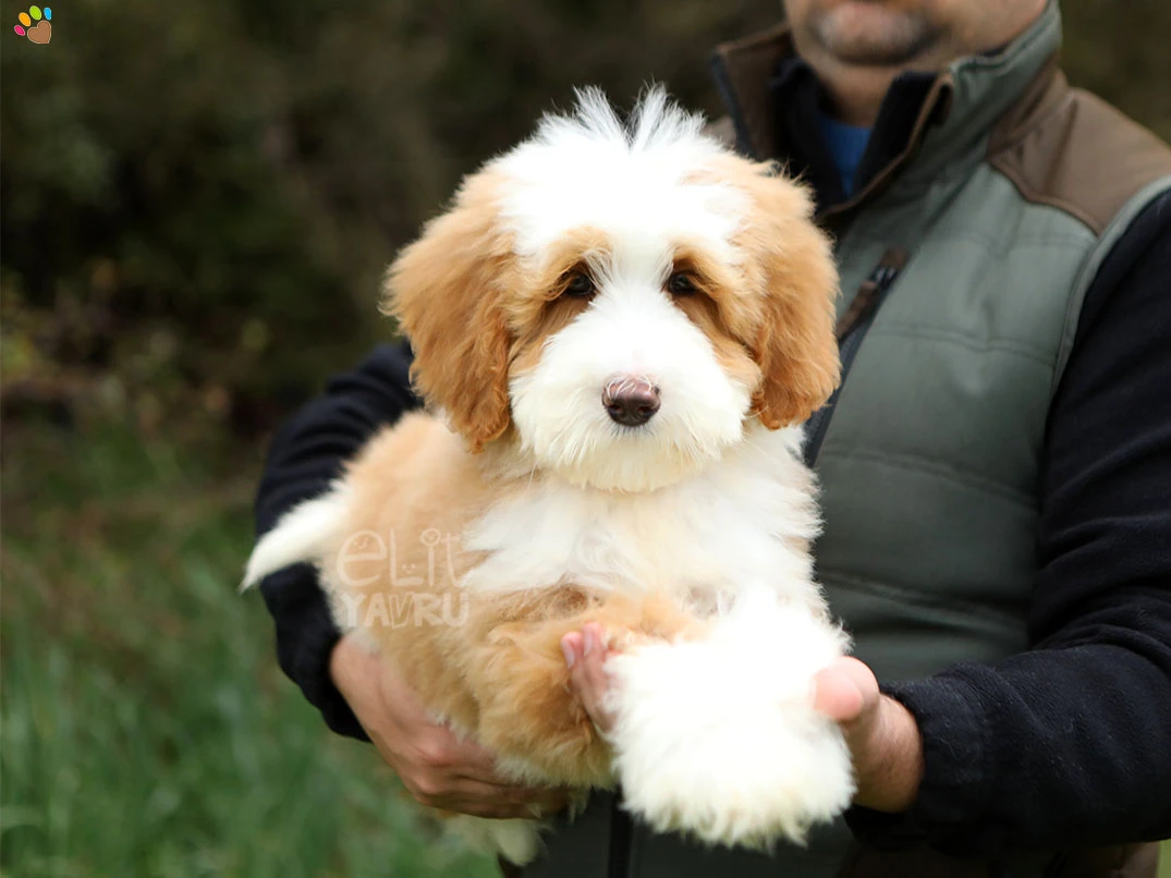 Labradoodle Lisbon 1