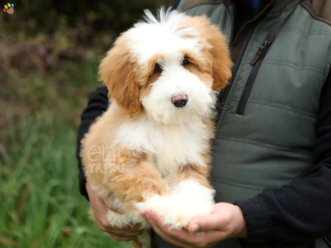 Labradoodle Lisbon 2