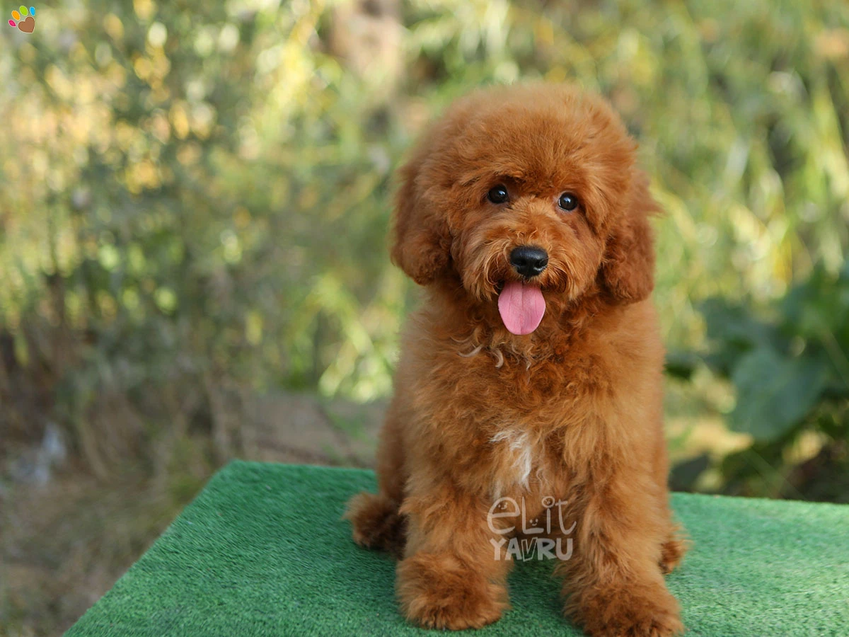 Labradoodle London 3