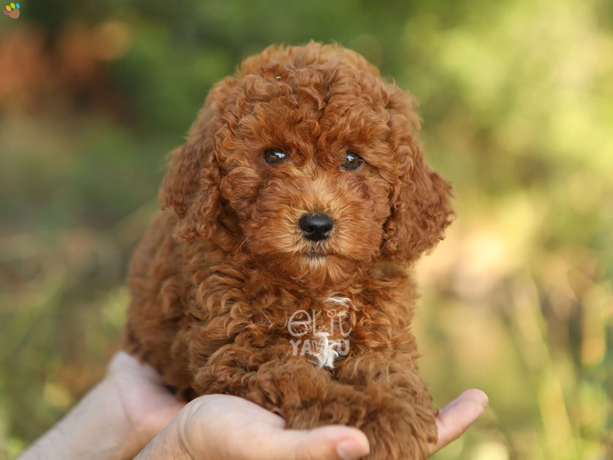Labradoodle London 3