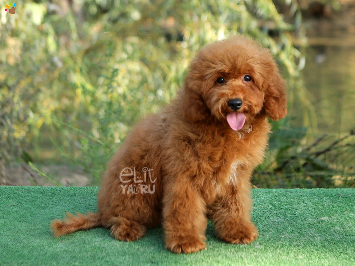 Labradoodle London 1