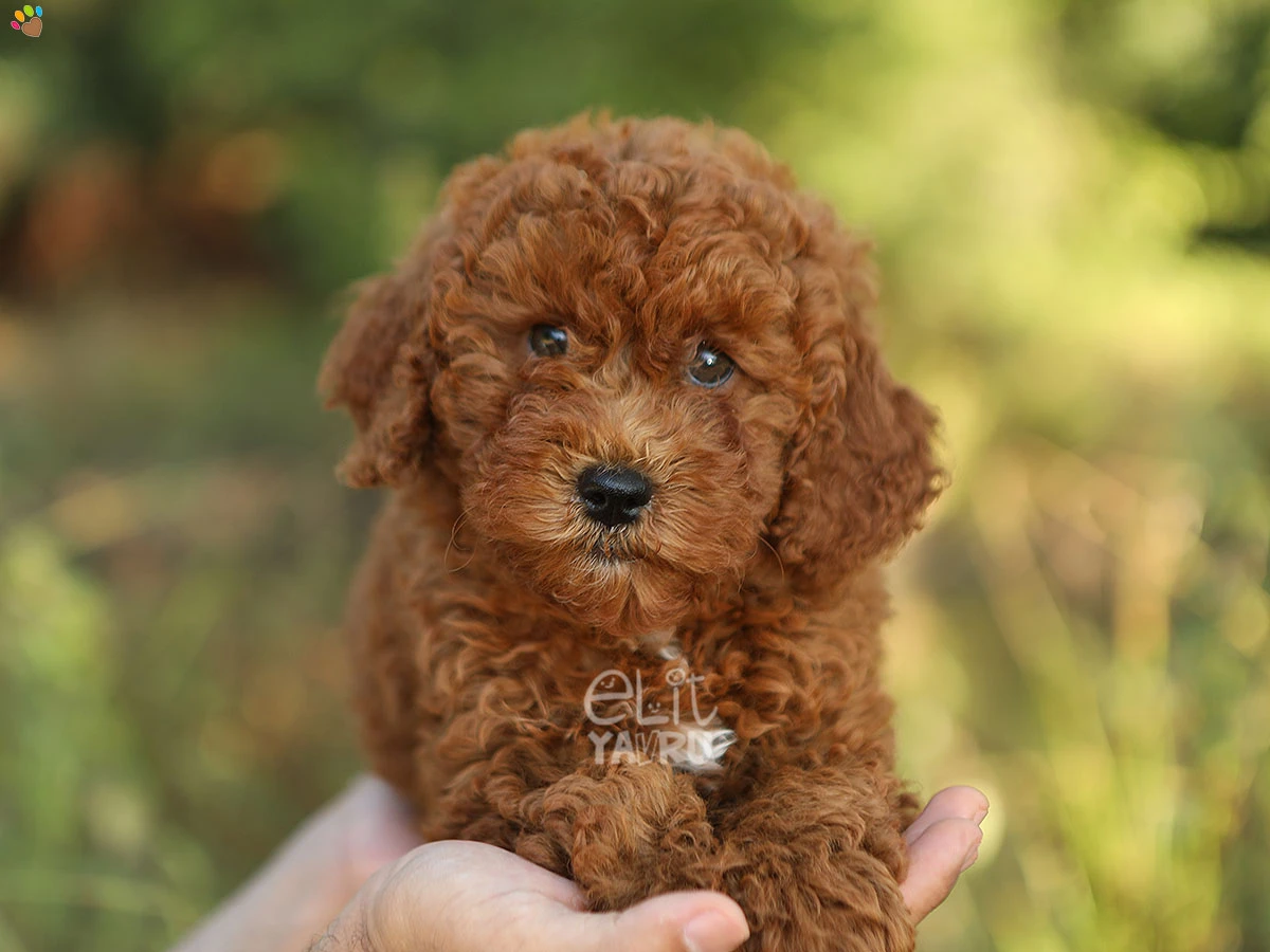 Labradoodle London 2