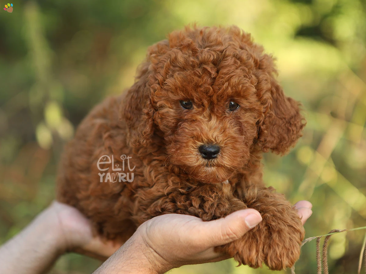 Labradoodle London