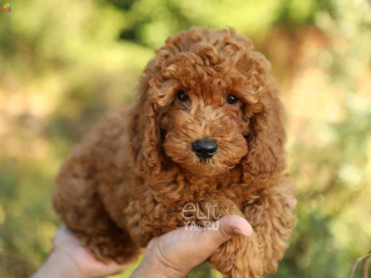 Labradoodle Lua 3