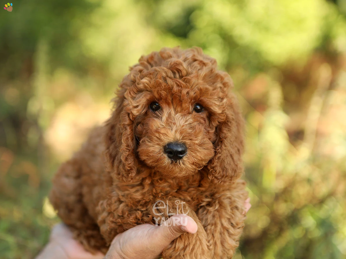 Labradoodle Lua