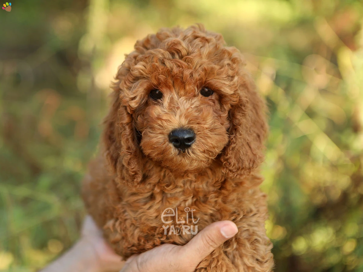 Labradoodle Lua 2