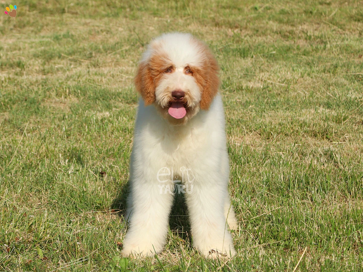 Labradoodle Lucky