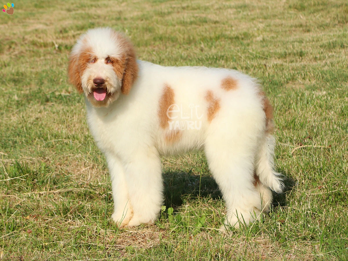 Labradoodle Lucky 3