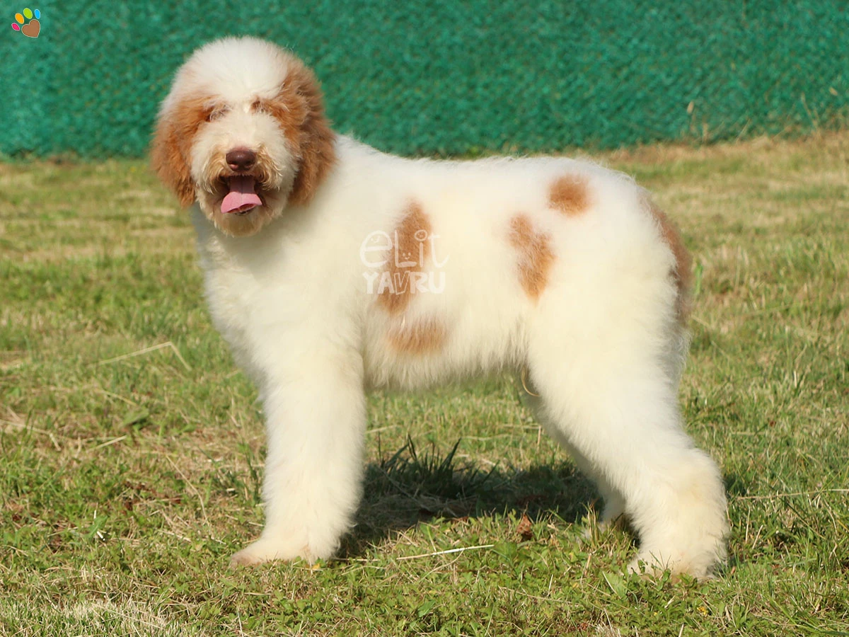 Labradoodle Lucky 2