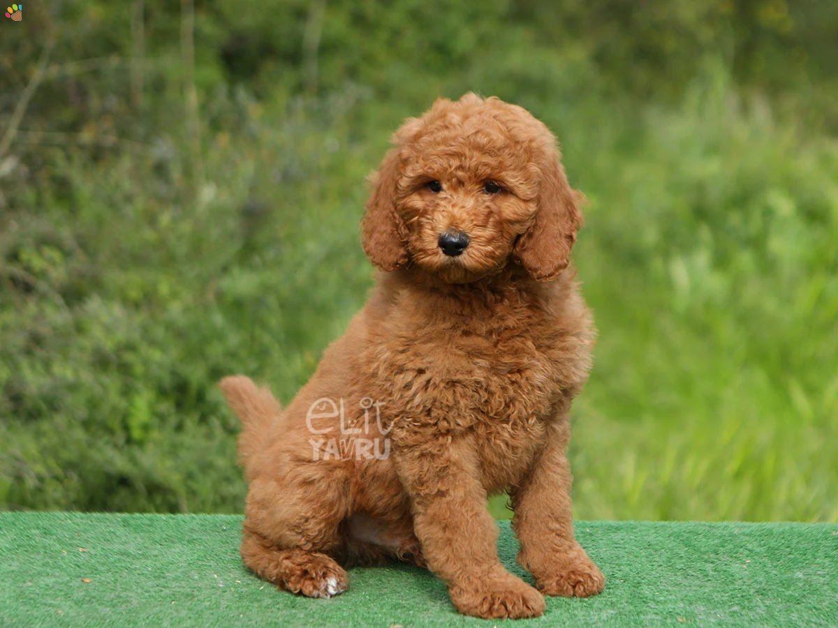 Labradoodle Luka