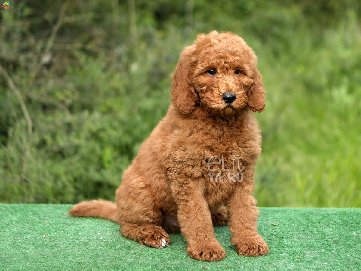Labradoodle Luka 2
