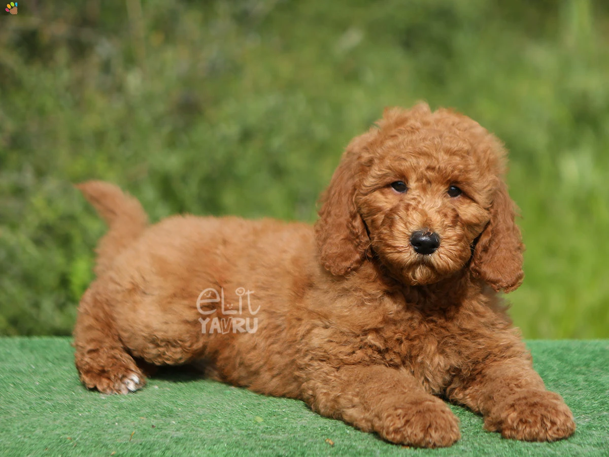 Labradoodle Luka 3